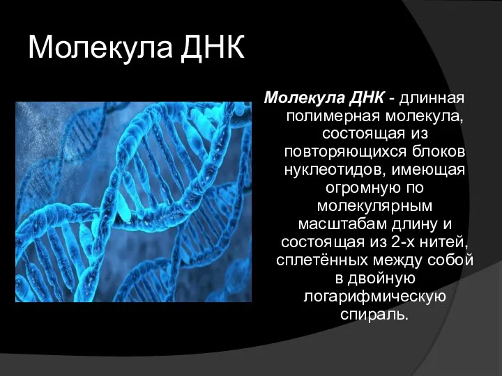 Молекула ДНК Молекула ДНК - длинная полимерная молекула, состоящая из повторяющихся