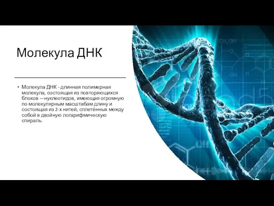 Молекула ДНК Молекула ДНК - длинная полимерная молекула, состоящая из повторяющихся