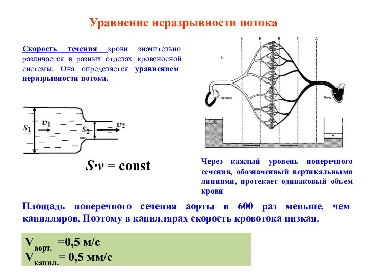 Скорость течения крови значительно различается в разных отделах кровеносной системы. Она