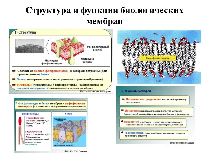 Структура и функции биологических мембран