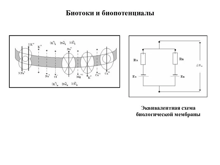 Биотоки и биопотенциалы Эквивалентная схема биологической мембраны