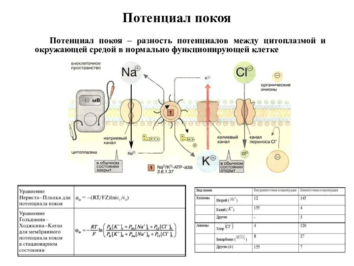 Потенциал покоя Потенциал покоя – разность потенциалов между цитоплазмой и окружающей средой в нормально функционирующей клетке