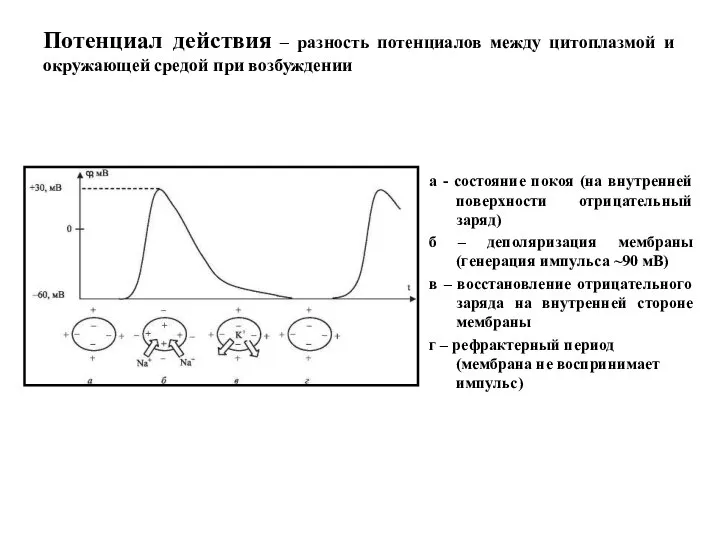 Потенциал действия – разность потенциалов между цитоплазмой и окружающей средой при