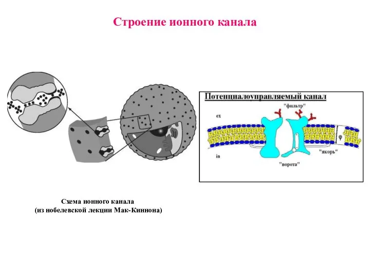 Строение ионного канала Схема ионного канала (из нобелевской лекции Мак-Киннона)