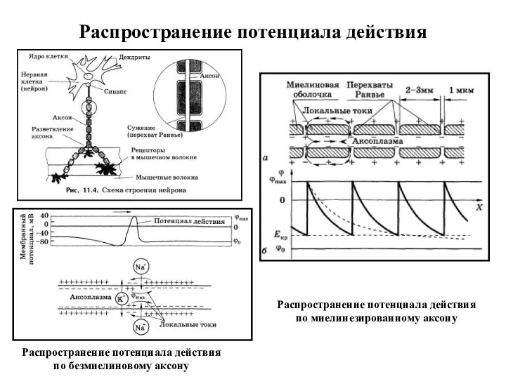 Распространение потенциала действия Распространение потенциала действия по безмиелиновому аксону Распространение потенциала действия по миелинезированному аксону