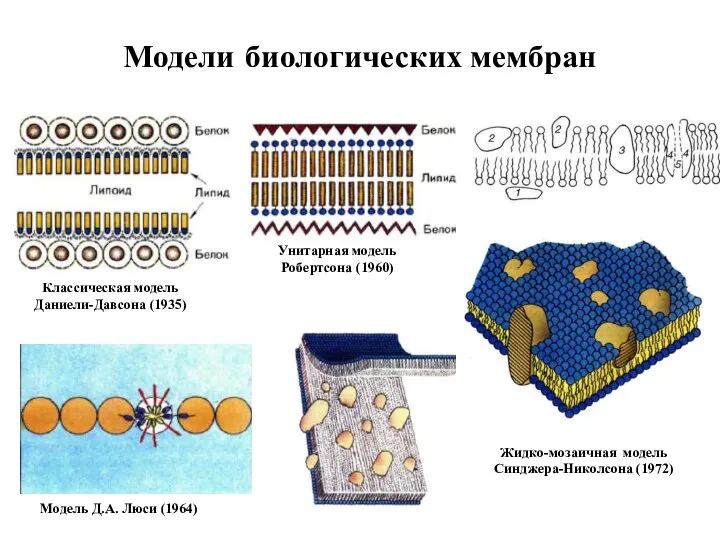 Модели биологических мембран Классическая модель Даниели-Давсона (1935) Унитарная модель Робертсона (1960)