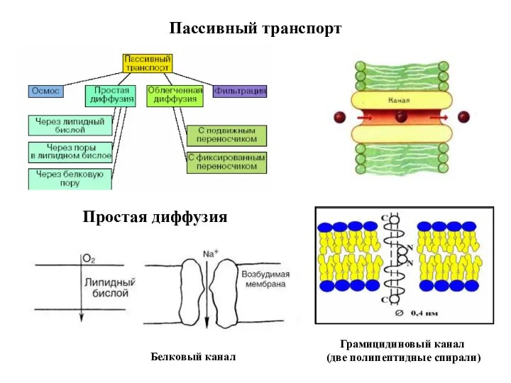 Пассивный транспорт Простая диффузия Белковый канал Грамицидиновый канал (две полипептидные спирали)