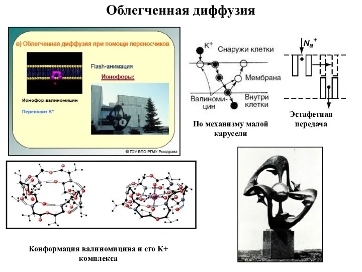 Облегченная диффузия Эстафетная передача Конформация валиномицина и его К+ комплекса По механизму малой карусели