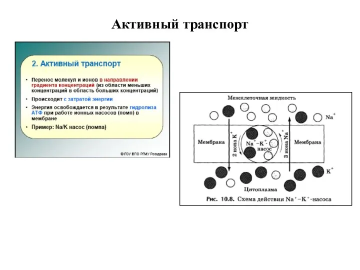 Активный транспорт