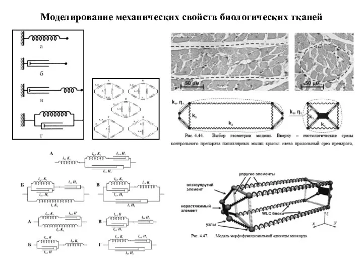 Моделирование механических свойств биологических тканей