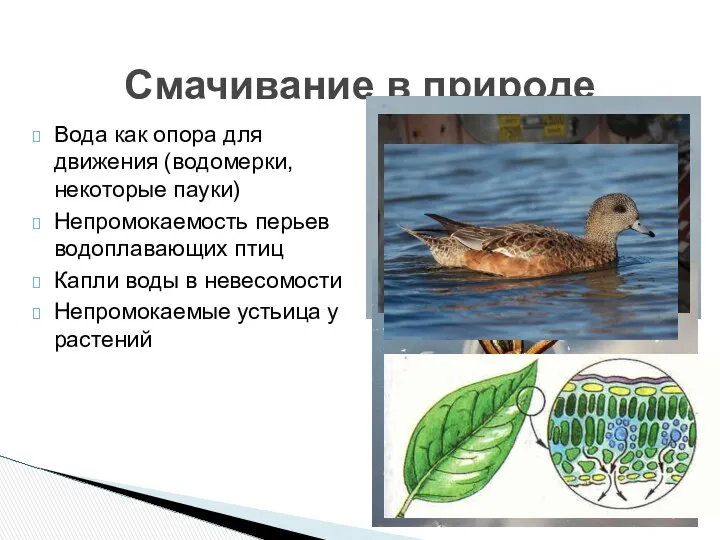 Смачивание в природе Вода как опора для движения (водомерки, некоторые пауки)