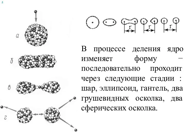 х В процессе деления ядро изменяет форму − последовательно проходит через