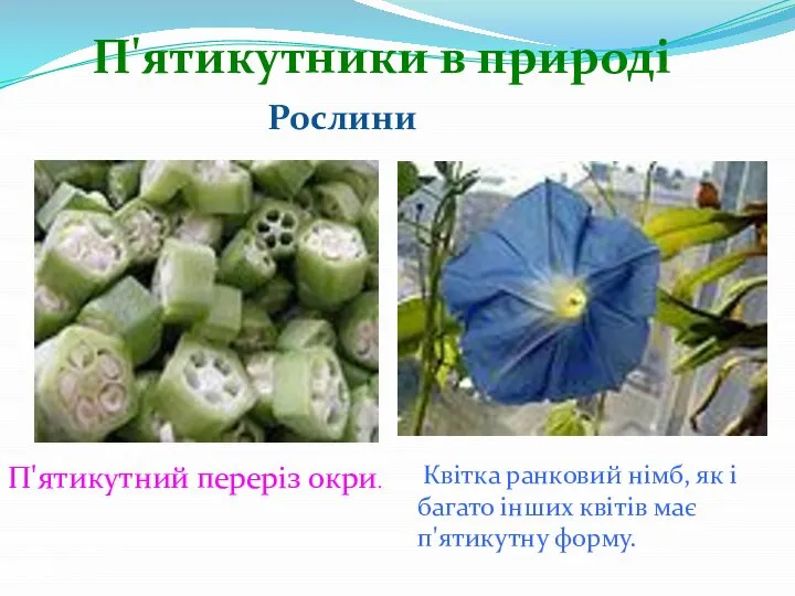 П'ятикутники в природі Рослини П'ятикутний переріз окри. Квітка ранковий німб, як