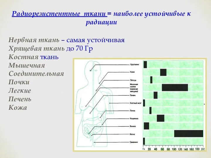 Радиорезистентные ткани = наиболее устойчивые к радиации Нервная ткань – самая