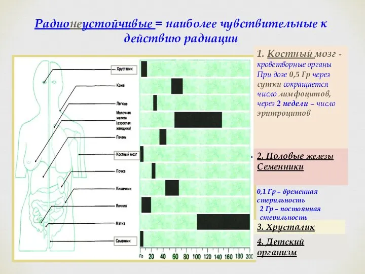 Радионеустойчивые = наиболее чувствительные к действию радиации 1. Костный мозг -кроветворные