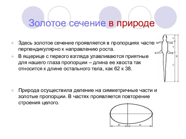 Золотое сечение в природе Здесь золотое сечение проявляется в пропорциях частей