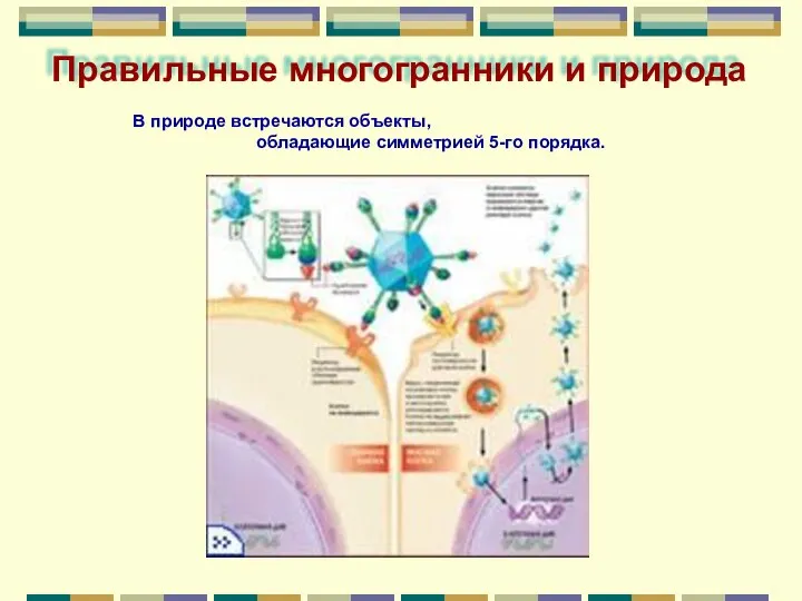 Правильные многогранники и природа В природе встречаются объекты, обладающие симметрией 5-го порядка.