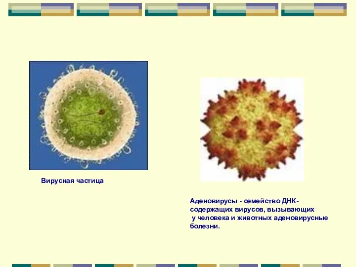 Вирусная частица Аденовирусы - семейство ДНК- содержащих вирусов, вызывающих у человека и животных аденовирусные болезни.