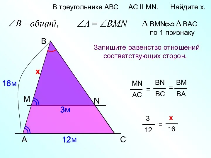 A B N В треугольнике АВС AC II MN. Найдите x.