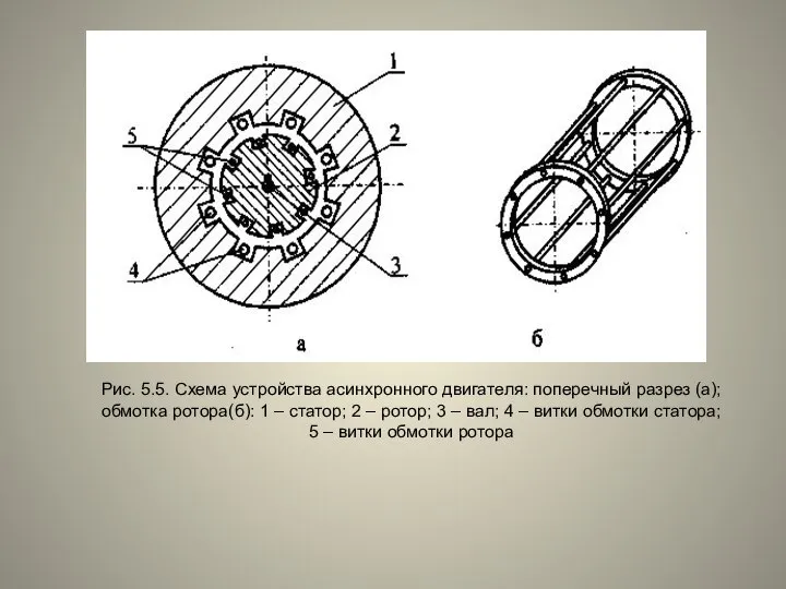 Рис. 5.5. Схема устройства асинхронного двигателя: поперечный разрез (а); обмотка ротора(б):