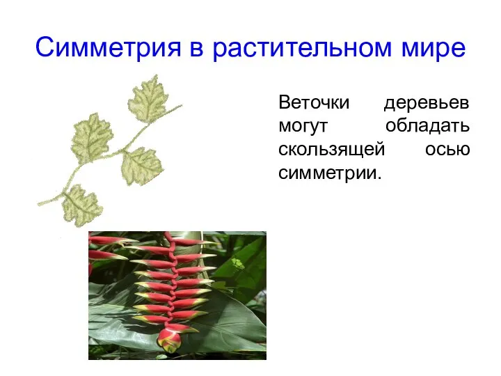 Симметрия в растительном мире Веточки деревьев могут обладать скользящей осью симметрии.