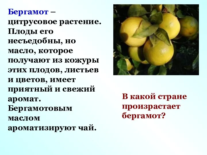 Бергамот – цитрусовое растение. Плоды его несъедобны, но масло, которое получают