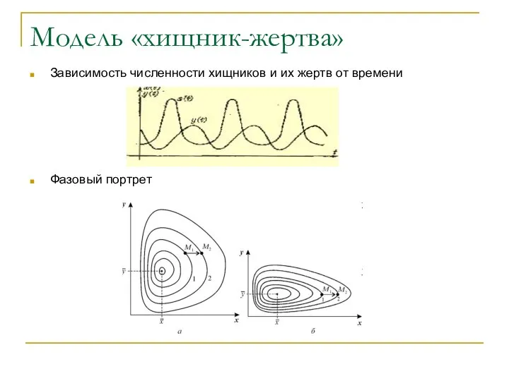 Модель «хищник-жертва» Зависимость численности хищников и их жертв от времени Фазовый портрет