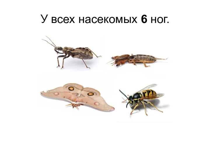 У всех насекомых 6 ног.