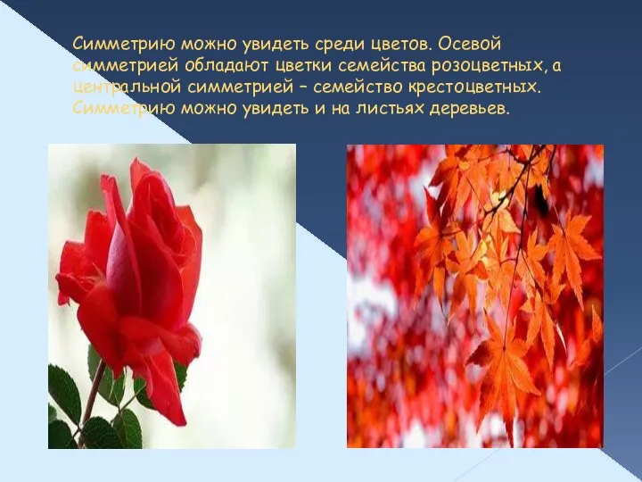 Симметрию можно увидеть среди цветов. Осевой симметрией обладают цветки семейства розоцветных,