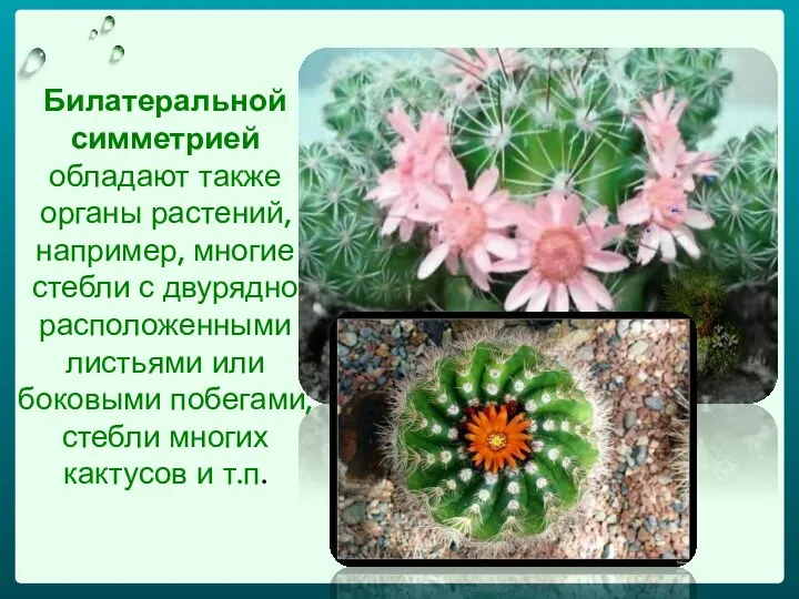 Билатеральной симметрией обладают также органы растений, например, многие стебли с двурядно