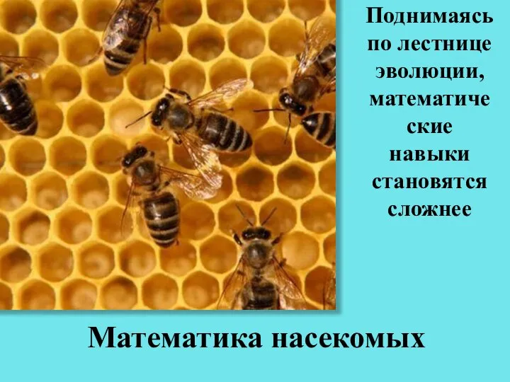 Поднимаясь по лестнице эволюции, математические навыки становятся сложнее Математика насекомых