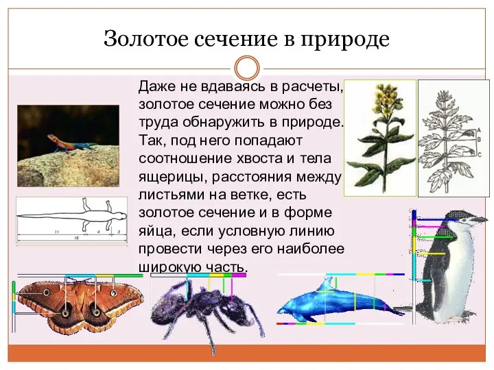 Золотое сечение в природе Даже не вдаваясь в расчеты, золотое сечение