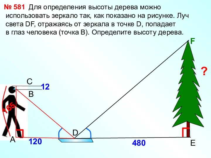 D Для определения высоты дерева можно использовать зеркало так, как показано