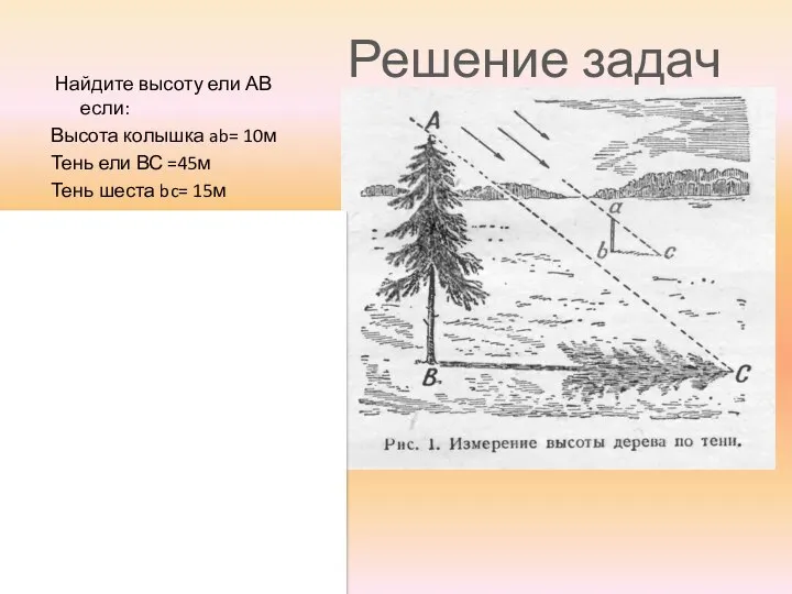 Найдите высоту ели АВ если: Высота колышка ab= 10м Тень ели