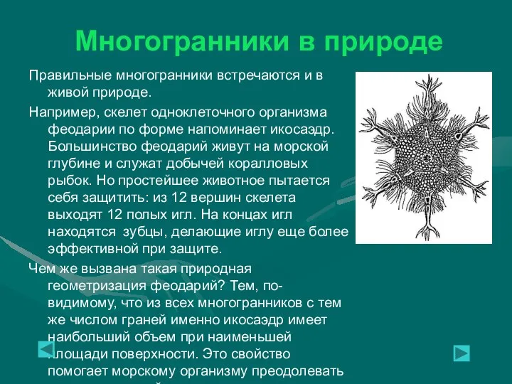 Многогранники в природе Правильные многогранники встречаются и в живой природе. Например,