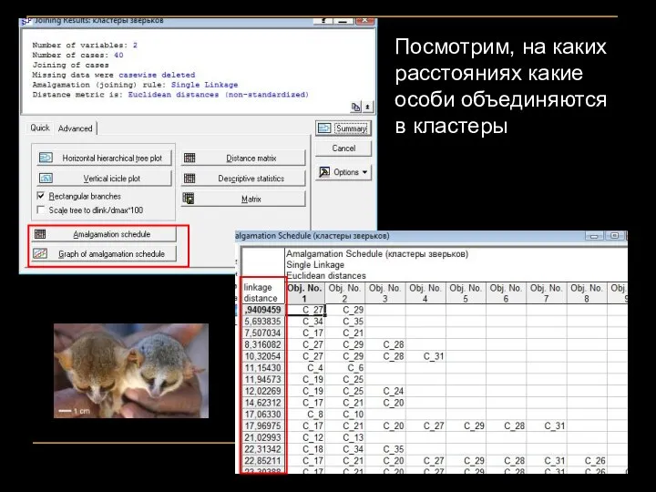 Посмотрим, на каких расстояниях какие особи объединяются в кластеры