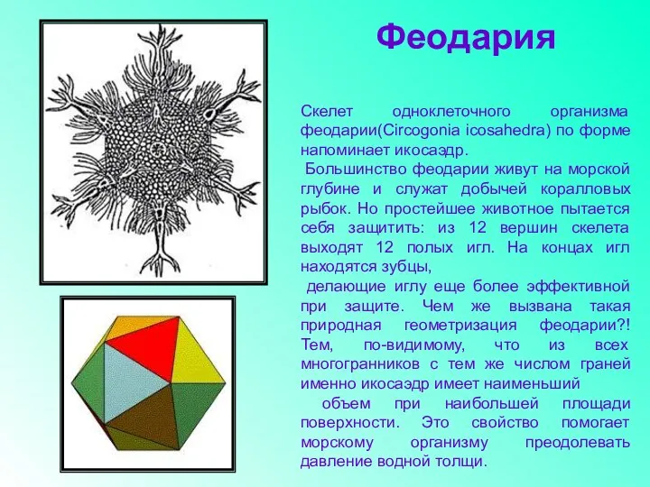 Феодария Скелет одноклеточного организма феодарии(Circogonia icosahedra) по форме напоминает икосаэдр. Большинство