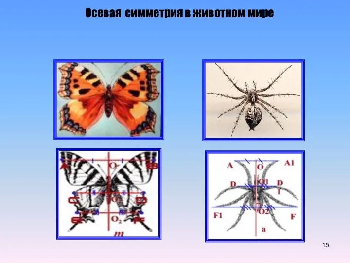 Осевая симметрия в животном мире