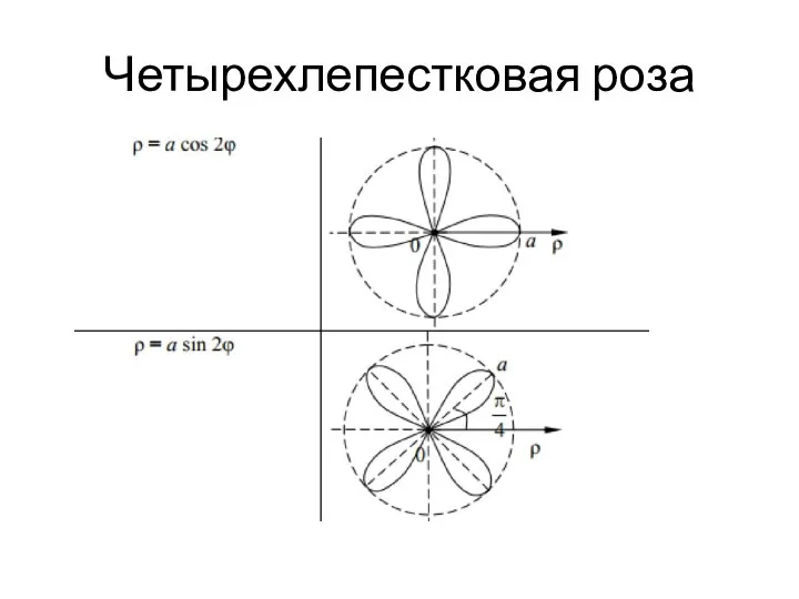 Четырехлепестковая роза