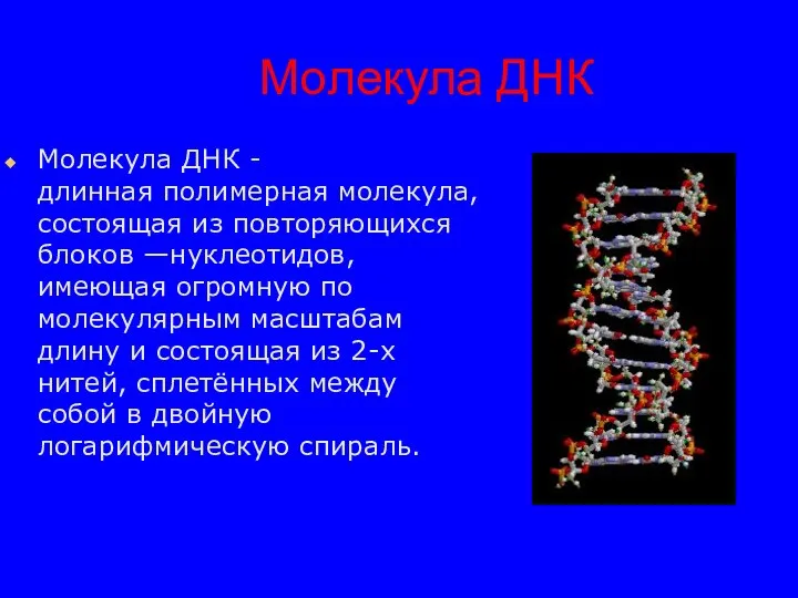 Молекула ДНК Молекула ДНК -длинная полимерная молекула, состоящая из повторяющихся блоков