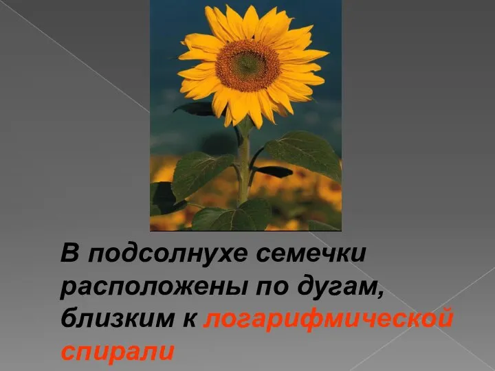 В подсолнухе семечки расположены по дугам, близким к логарифмической спирали