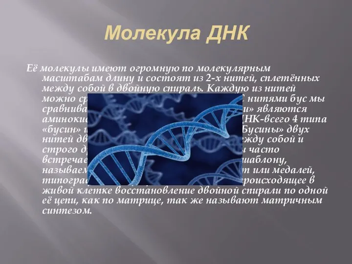 Молекула ДНК Её молекулы имеют огромную по молекулярным масштабам длину и