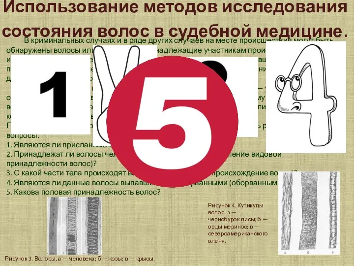 Использование методов исследования состояния волос в судебной медицине. В криминальных случаях