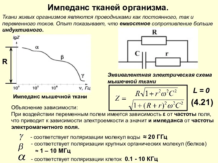 Импеданс тканей организма. Импеданс мышечной ткани Эквивалентная электрическая схема мышечной ткани