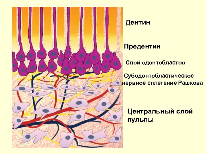 Дентин Предентин Слой одонтобластов Субодонтобластическое нервное сплетение Рашкова Центральный слой пульпы