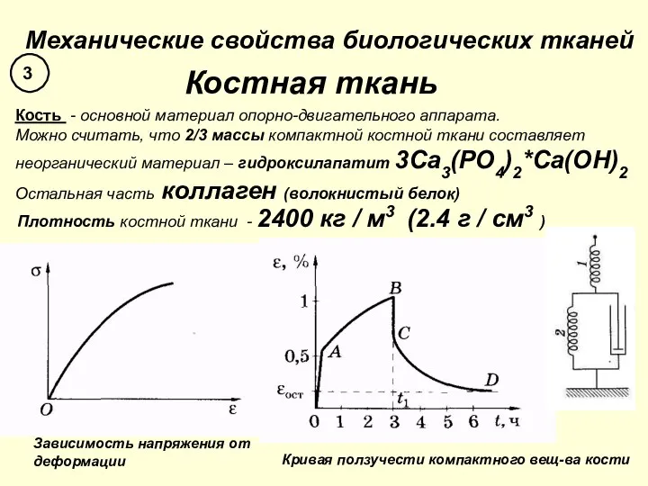 Механические свойства биологических тканей Костная ткань Кость - основной материал опорно-двигательного