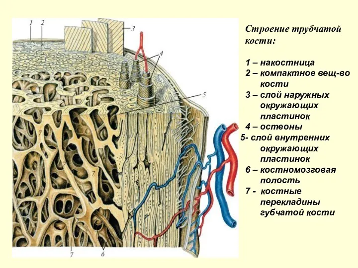 Строение трубчатой кости: 1 – накостница 2 – компактное вещ-во кости