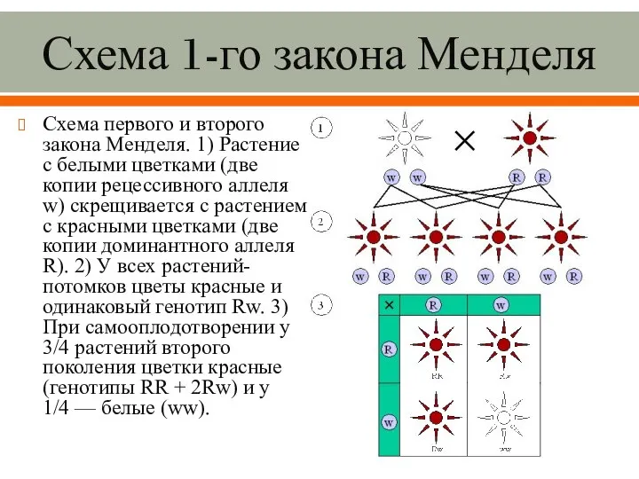 Схема 1-го закона Менделя Схема первого и второго закона Менделя. 1)