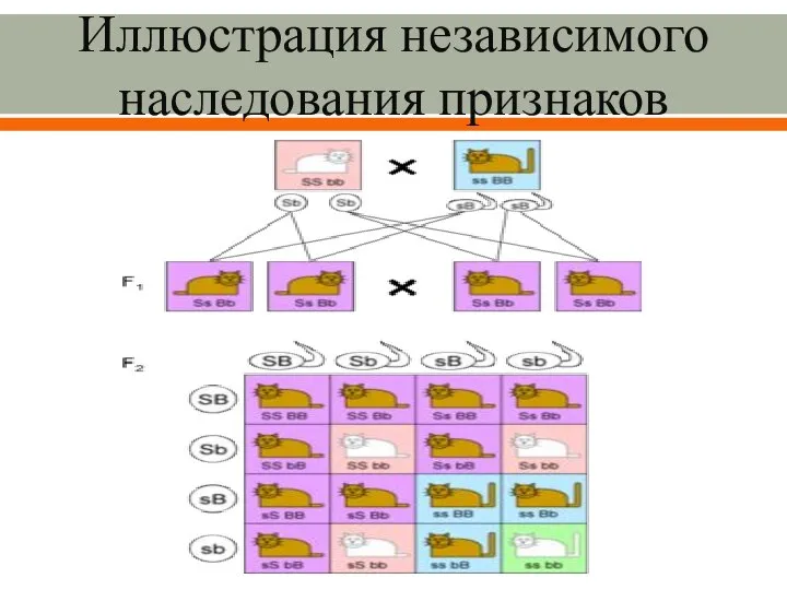 Иллюстрация независимого наследования признаков