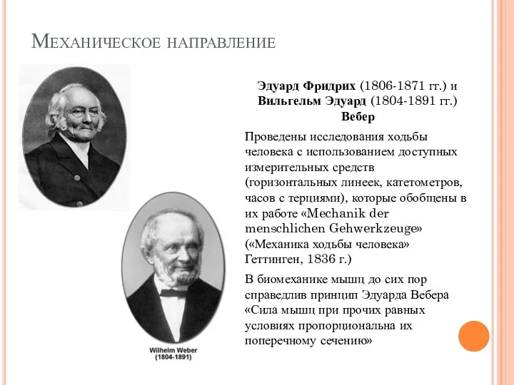 Механическое направление Эдуард Фридрих (1806-1871 гг.) и Вильгельм Эдуард (1804-1891 гг.)